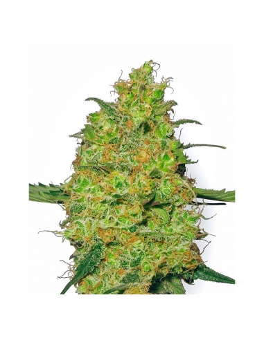 Sensi White Label Master Kush Fem - Imagen 1