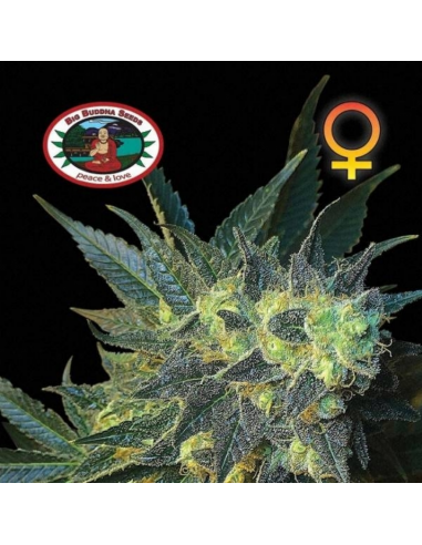 Big Buddha Seeds Chiesel Fem - Imagen 1