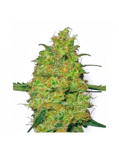 Sensi White Label Afghan Kush 10Und Reg. - Imagen 1