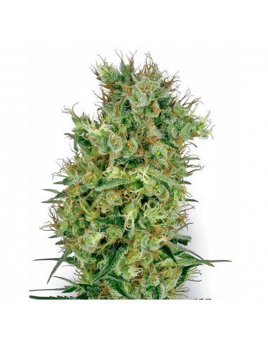 Sensi White Label California Orange Bud 10Und Reg. - Imagen 1