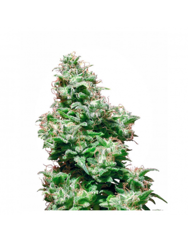 Sensi White Label Kali Haze 10Und Reg. - Imagen 1