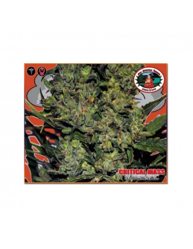 Big Buddha Seeds Critical Mass Auto - Imagen 1