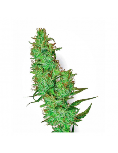 Sensi White Label Jack Herer 10Und Reg. - Imagen 1