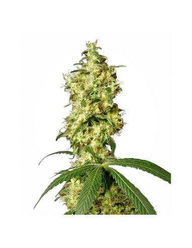 Sensi White Label White Widow Auto - Imagen 1