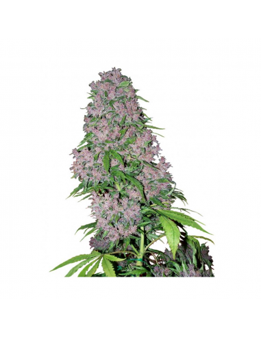 Sensi White Label Purple Bud Auto - Imagen 1