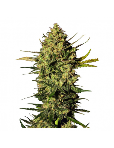 Sensi White Label Master Kush Auto - Imagen 1