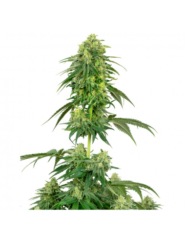 Sensi White Label Strawberry Kush Fem - Imagen 1