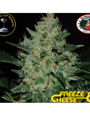 Big Buddha Seeds Freeze Cheese 89 Fem - Imagen 1