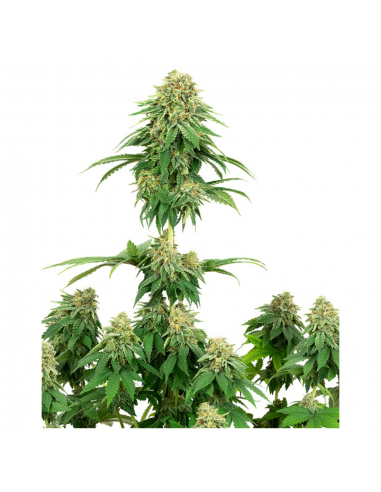 Sensi White Label Girl Scout Cookies Fem - Imagen 1