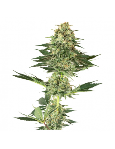 Sensi White Label Banana Kush Fem - Imagen 1