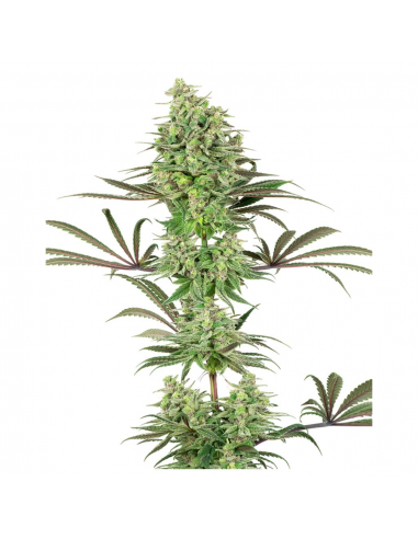 Sensi White Label Double Banana Kush Fem - Imagen 1