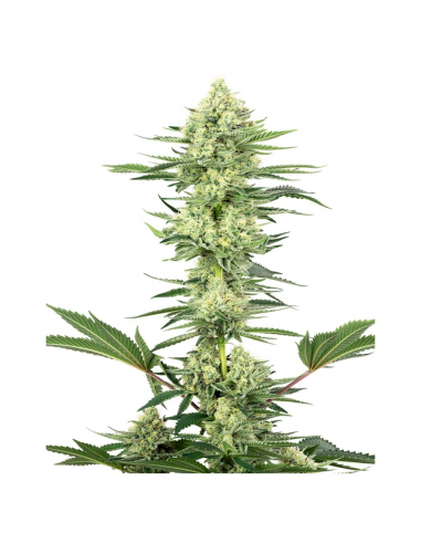 Sensi White Label White Gorilla Haze Fem - Imagen 1