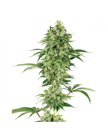 Sensi White Label Nicole Hindu Kush Fem - Imagen 1