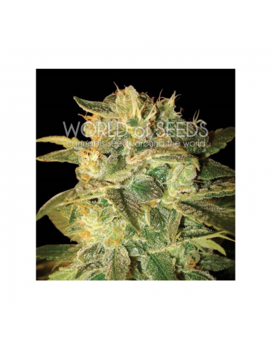 World Of Seed Sugar Mango Ryder Auto - Imagen 1