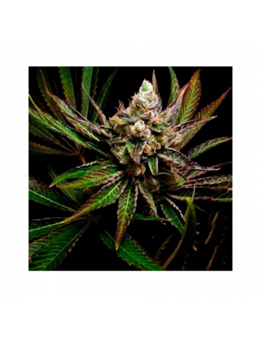 Big Buddha Seeds G-Bomb Fem - Imagen 1