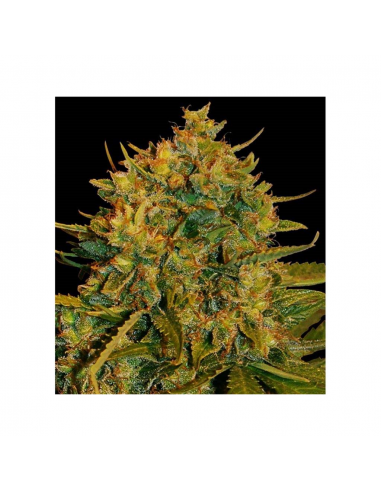 World Of Seed Northern Light X Big Bud Auto - Imagen 1