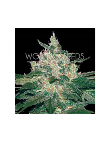 World Of Seed Afgan Kush Fem. - Imagen 1