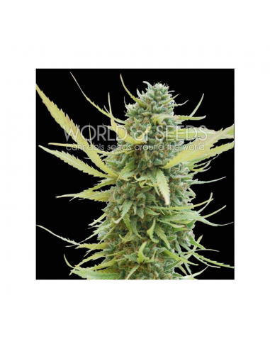 World Of Seed Colombian Gold Fem. - Imagen 1