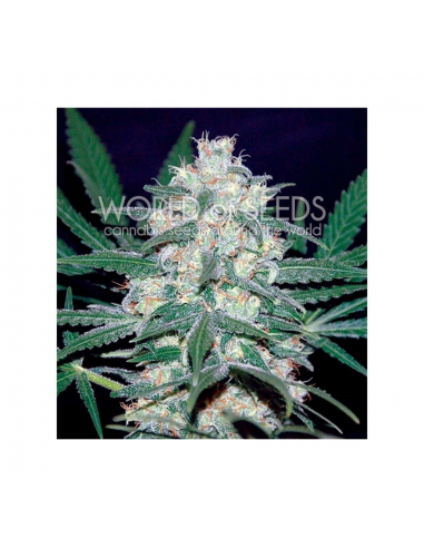 World Of Seed Pakistan Valley Fem. - Imagen 1