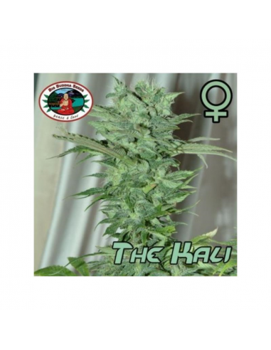 Big Buddha Seeds The Kali Fem - Imagen 1