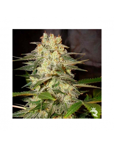 World Of Seed Afgan Kush Ryder Auto - Imagen 1