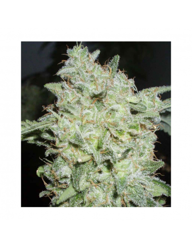 World Of Seed Afgan Kush X Black Domina Fem - Imagen 1