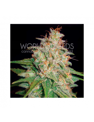 World Of Seed Mazar X White Rhino Fem - Imagen 1