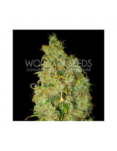 World Of Seed Northern Light X Skunk Fem - Imagen 1