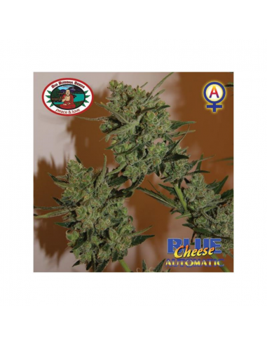 Big Buddha Seeds Blue Cheese Auto - Imagen 1