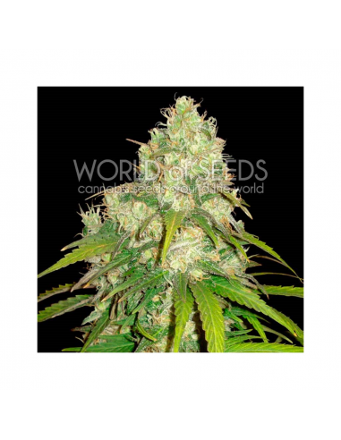 World Of Seed Afgan Kush X Skunk Fem - Imagen 1