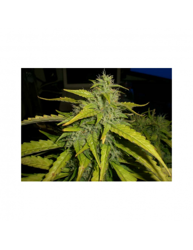 World Of Seed Northern Light X Big Bud Fem - Imagen 1