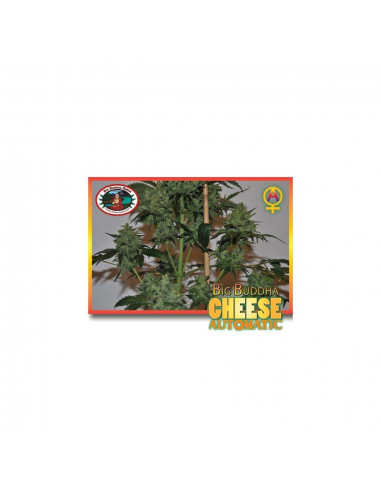 Big Buddha Seeds Cheese Auto - Imagen 1