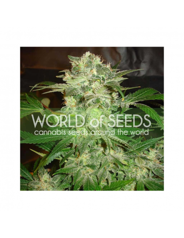 World Of Seed Mazar Kush Fem - Imagen 1