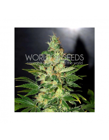 World Of Seed Chronic Haze Fem - Imagen 1