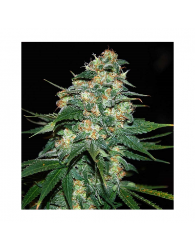 World Of Seed Skunk 47 Fem - Imagen 1