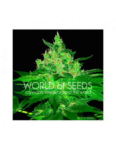 World Of Seed Afgan Kush Special Fem - Imagen 1