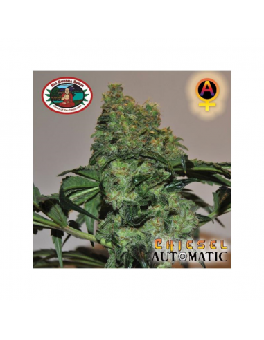 Big Buddha Seeds Chiesel Auto - Imagen 1