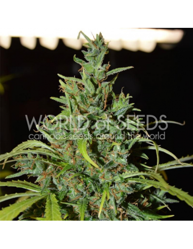 World Of Seed Neville Haze Auto - Imagen 1