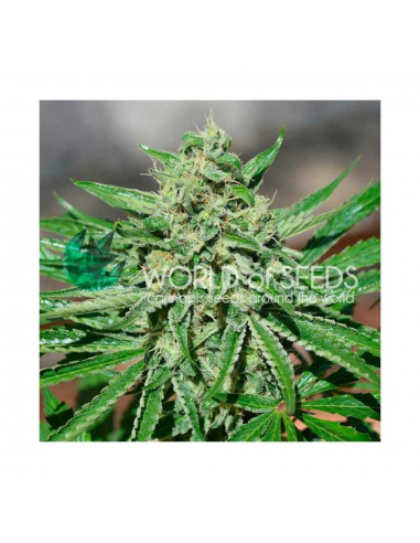 World Of Seed CBD Tonic Fem - Imagen 1