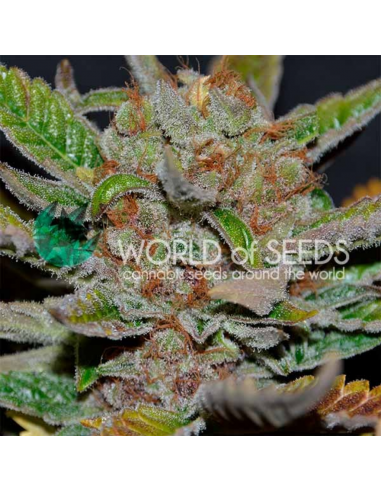 World Of Seeds Bubba Haze 10 Und Reg. - Imagen 1