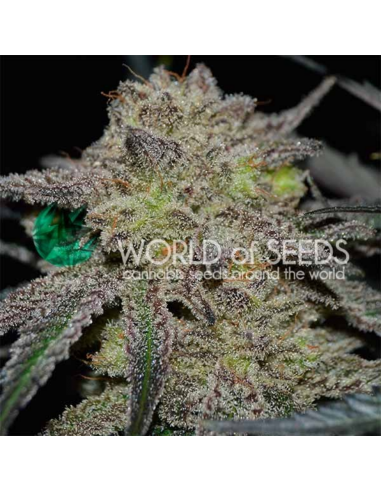 World Of Seeds Tonic Ryder CBD Auto. - Imagen 1