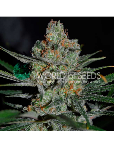 World Of Seed Afgan Kush Early Harvest Fem - Imagen 1