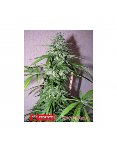 Xtreme Seeds Xtreme Kush Fem - Imagen 1