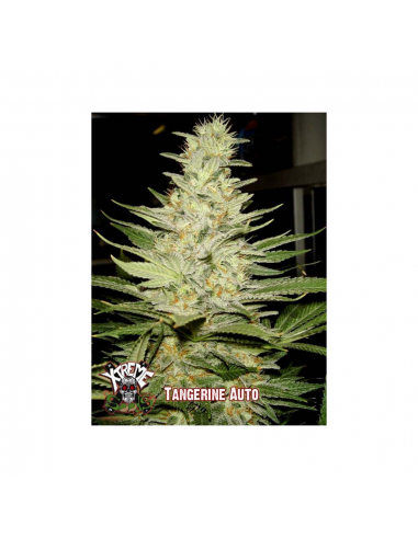 Xtreme Seeds Tangerine Auto - Imagen 1