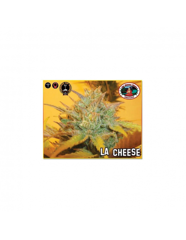 Big Buddha Seeds L.A. Cheese Fem - Imagen 1