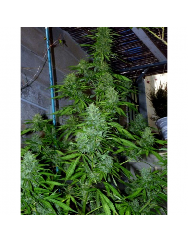 Xtreme Seeds High Ryder ASB - Imagen 1