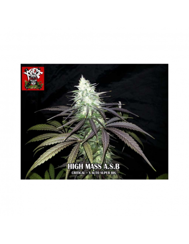 Xtreme Seeds High Mass ASB - Imagen 1