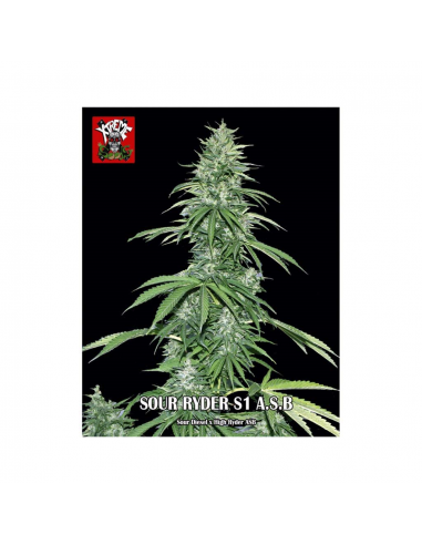 Xtreme Seeds Sour Ryder ASB - Imagen 1