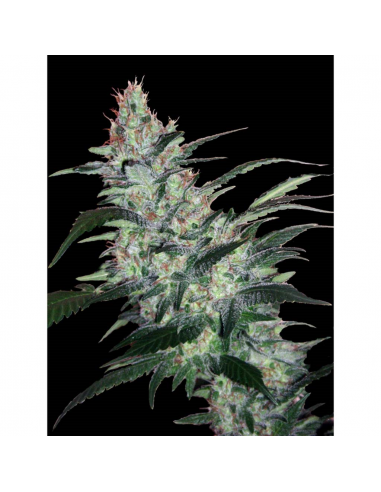 Xtreme Seeds OG Kush Express Auto - Imagen 1