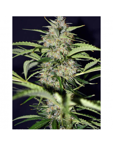 Xtreme Seeds Black Rider ASB Auto - Imagen 1